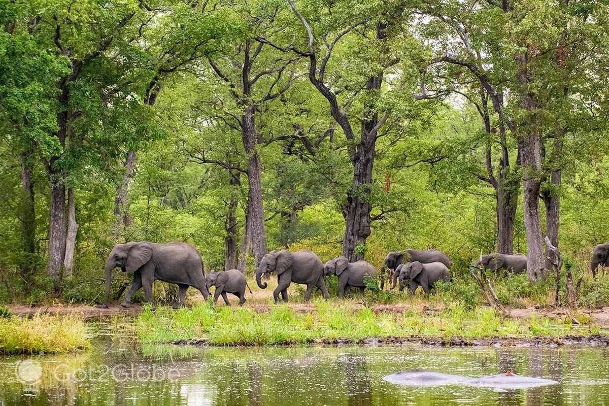 Elephant in Liwonde National Park