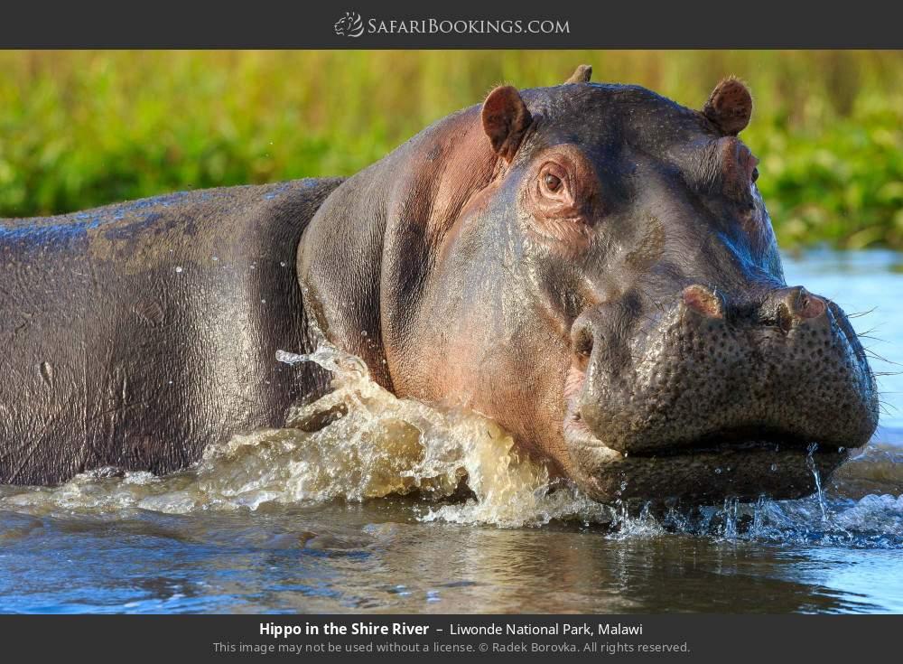 Safari vehicle viewing wildlife in Liwonde